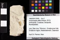 Foto (Objket + Etiketten) von Ambulocapsa altilis (Robins, 2013) 